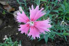 Dianthus chinensis